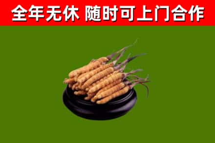 广元回收冬虫夏草