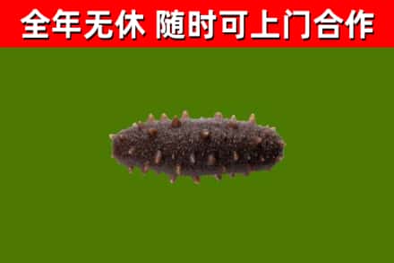 广元回收海参干